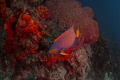   Queen angel fish blackjack dive site Tobago near speyside  